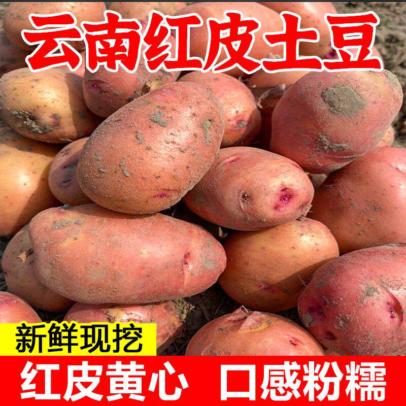 云南红皮土豆 中果大果 德宏农家自种老品种黄心洋芋新鲜高山土豆