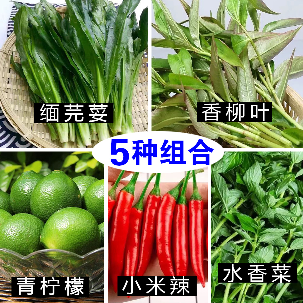 缅芫荽+香柳+青柠檬+香菜+小米辣