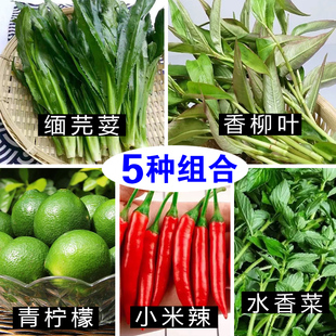 1斤 2斤 3斤 多种佐料组合 云南缅芫荽香柳叶 青柠檬德宏蘸水调料
