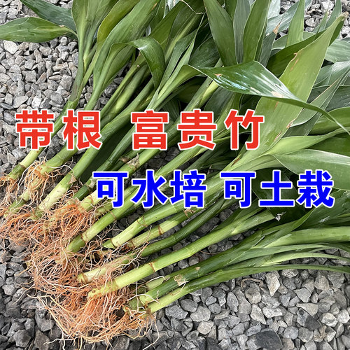 5棵 10棵 20棵 带根富贵竹 水培盆栽云南万年青发财开运竹转运竹