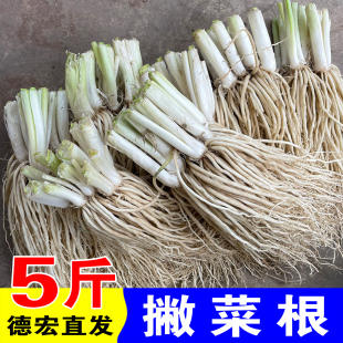 德宏苤菜根云南撇菜大韭菜佤味牛皮菜根凉拌腌制炖汤新鲜撇菜根头