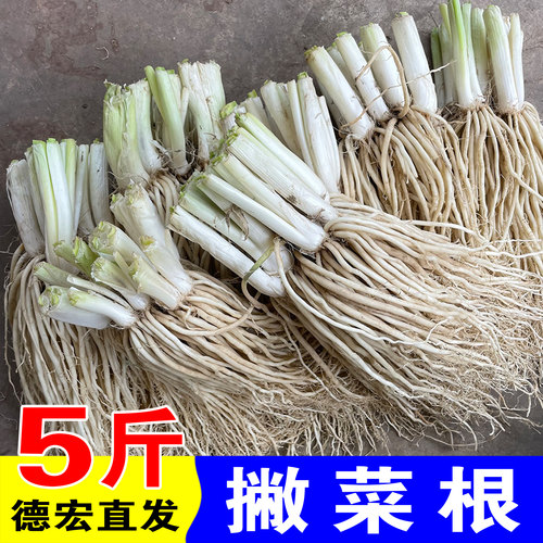 5斤 10斤 20斤 30斤 50斤 德宏苤菜根云南撇菜大韭菜佤味牛皮菜根