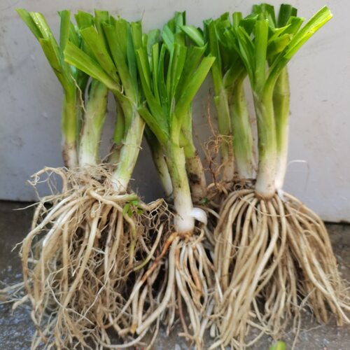 云南撇菜根头头阳台庭院盆栽绿植新鲜蔬菜德宏大韭菜佤味牛皮菜根