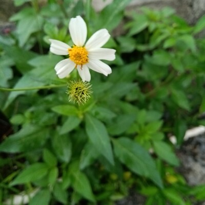 福建野生500g新鲜茶中药材鬼针草