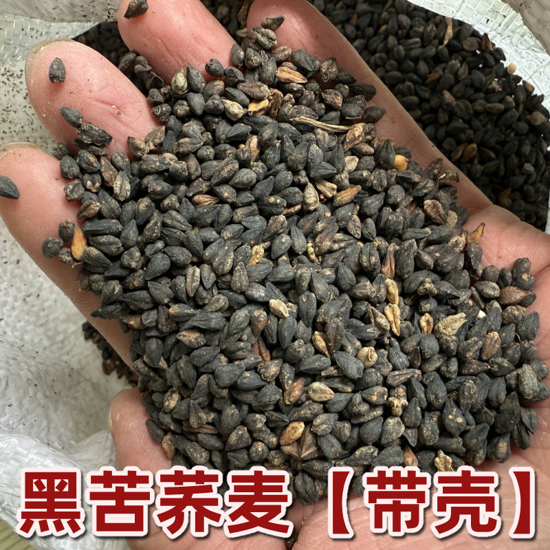山西黑苦荞麦种子原料带壳大凉山苦荞苦乔种子原料包邮灵丘苦荞