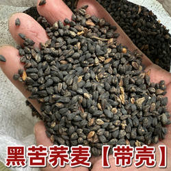 山西黑苦荞麦种子原料带壳大凉山苦荞苦乔种子原料包邮灵丘苦荞