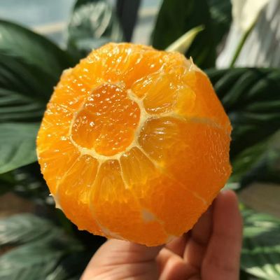 正宗秭归纽荷尔脐橙当季新鲜甜橙孕妇水果榨汁手剥橙子现摘现发