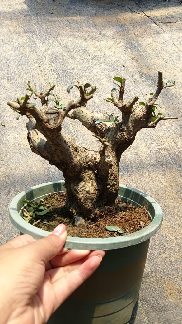 小叶米冬矮霸米叶冬青老桩阳台室内外盆景四季常青不落叶一物一拍