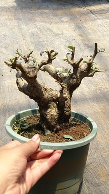 小叶米冬矮霸米叶冬青老桩阳台室内外盆景四季常青不落叶一物一拍