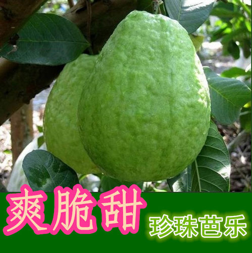 新鲜石榴芭乐水果胭脂红南沙包邮