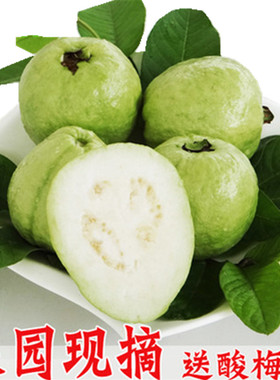 新鲜广州石榴当季珍珠芭乐水果PK胭脂红guava白肉番石榴现货5斤