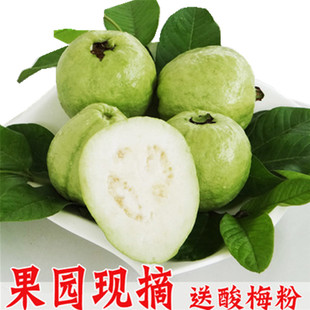 新鲜广州石榴当季 珍珠芭乐水果PK胭脂红guava白肉番石榴现货5斤