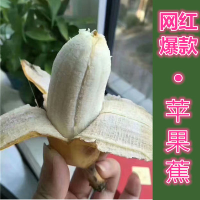 海南芭蕉当季新鲜苹果香蕉萍果粉
