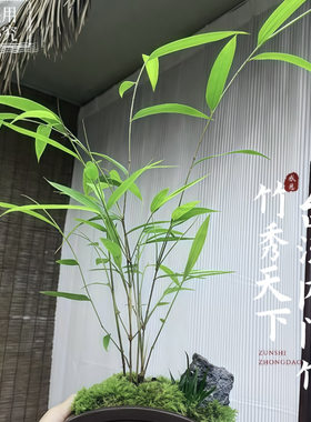 台湾正宗内门竹盆景室内