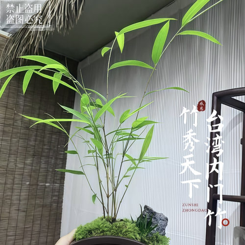 台湾正宗内门竹盆景室内