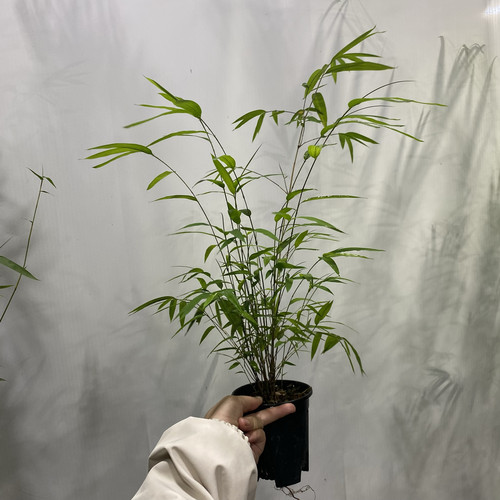 （福利款）正宗台湾内门竹，基地塑料盆发货！正宗正品有保证！