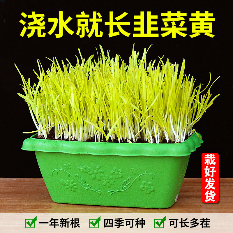 四季水培韭菜根种子阳台盆栽蔬菜花盆红根紫根宽叶韭菜苗南宫黄韭