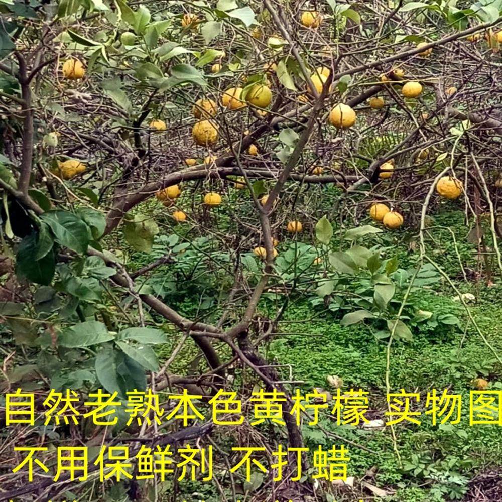 四川安岳黄柠檬农家荒地野柠檬当季新鲜水果黄柠檬丑果无保鲜药