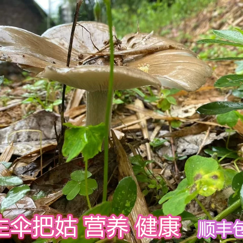 四川野生食材鸡枞菌炖汤营养健康