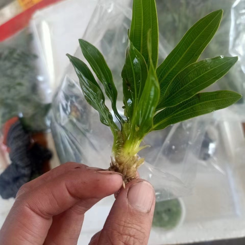 鱼缸迷你九冠懒人水草活体植物水族中后景绿菊蜈蚣草阴性造景装饰