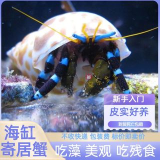 寄居蟹海水 非淡水陆生 观赏蟹 海缸小宠 耐活 新手 除藻清理残渣