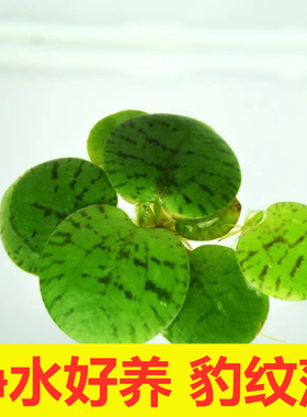 豹纹圆心萍槐叶萍1朵红毛丹浮草长须浮萍强力一叶莲虾缸净化水质
