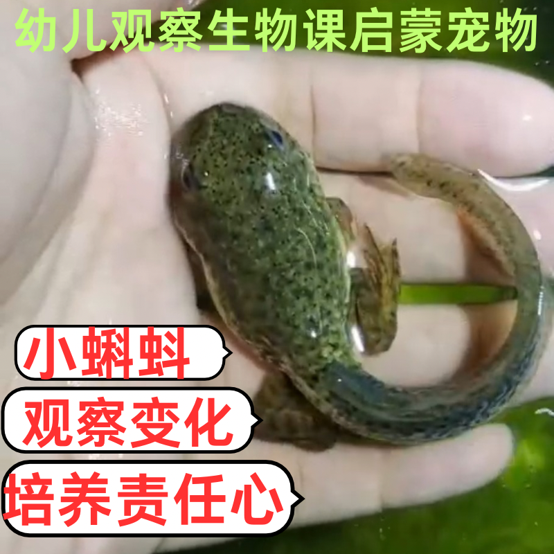 蝌蚪活体小孩宠物青蛙小蝌蚪找妈妈鲜活幼苗牛蛙水草包活水族观赏