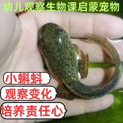 蝌蚪活体小孩宠物青蛙小蝌蚪找妈妈鲜活幼苗牛蛙水草包活水族观赏