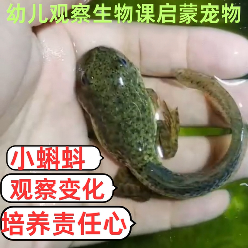 蝌蚪活体小孩宠物青蛙小蝌蚪找妈妈鲜活幼苗牛蛙水草包活水族观赏