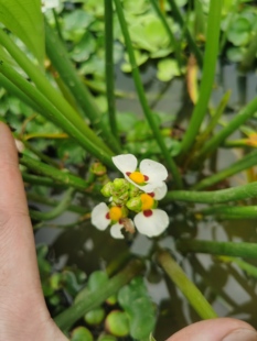 野慈姑苗新鲜慈姑挺水植物沼泽过滤池塘净化水质水培绿植鱼缸