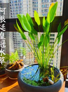 ada阿根廷皇冠水草水上叶鱼缸龟缸水陆缸沼泽过滤生态缸室外过冬