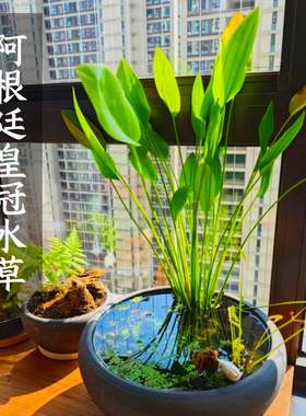 ada阿根廷皇冠水草水上叶鱼缸龟缸水陆缸沼泽过滤生态缸室外过冬