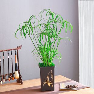 水竹风车草水生水培植物龟水竹盆栽绿植水棕竹鱼缸池塘造景旱伞草