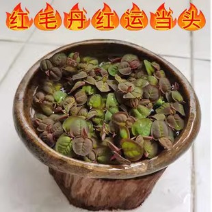 红毛丹鱼缸龟缸浮萍水草植物微景观净化水质水葫芦水芙蓉芝麻萍