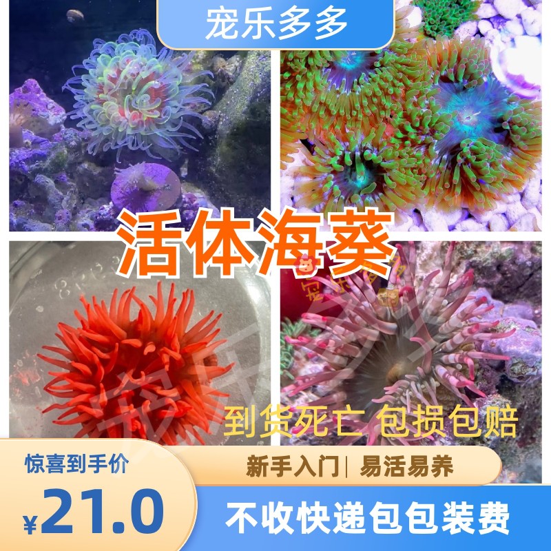 奶嘴海葵荧光绿奶嘴红奶嘴海葵活体珊瑚绿地毯小丑鱼共生海葵软体 宠物/宠物食品及用品 其它水族宠物 原图主图