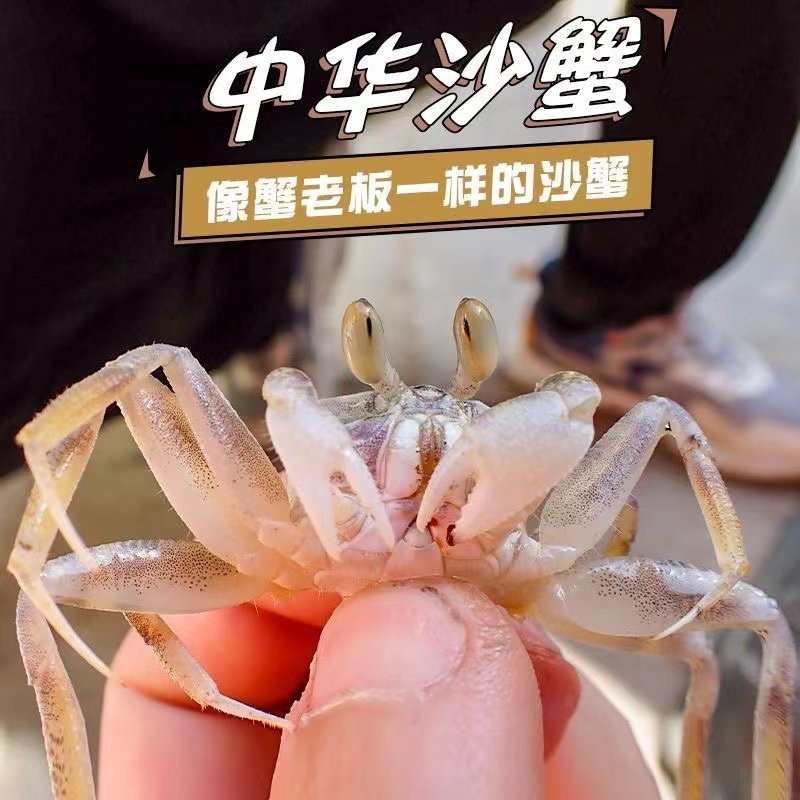 海缸中华沙蟹老板活体翻砂玉蟹翻沙生物观赏蟹寄居蟹宠物海水鱼缸