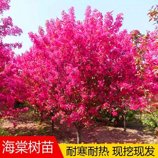 海棠树苗庭院西府垂丝海棠花盆栽地栽大型四季花卉耐寒南北方种植