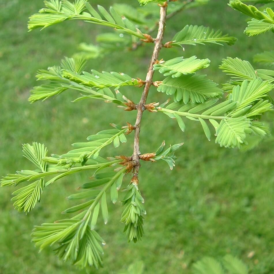 水杉苗金叶水杉树苗金叶水杉庭院别墅绿化行道风景观赏彩色树苗