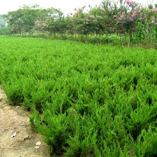 苗圃直销灌木篱笆绿化苗四季常青绿化工程苗龙柏苗龙柏小苗龙柏树