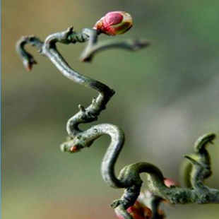 游龙梅弯枝梅枝如游龙造型奇特梅花造型盆景树苗地栽盆栽当年开花