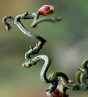 游龙梅弯枝梅枝如游龙造型奇特梅花造型盆景树苗地栽盆栽当年开花