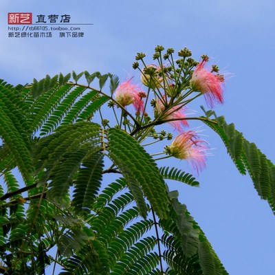 绿化苗木合欢合欢树苗夜合树绒花树庭院观花象征富贵荣华行道树苗