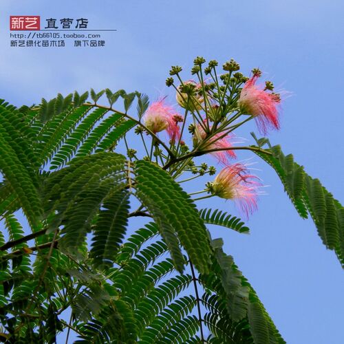绿化苗木合欢合欢树苗夜合树绒花树庭院观花象征富贵荣华行道树苗