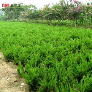 侧柏工程绿化苗侧柏侧柏苗美国侧柏树苗香柏可以嫁接龙柏四季常青