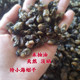 特小厦门石头海蛎干珍珠牡蛎干野生生蚝干鼓蚝干250g克干货可即食
