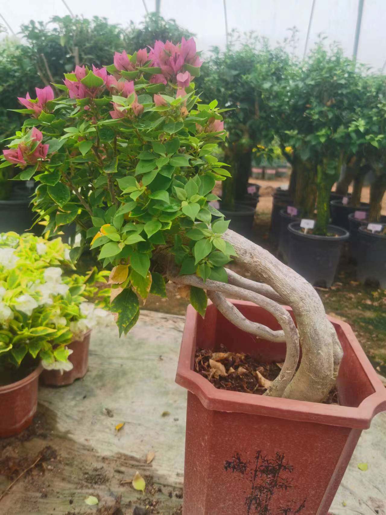 塔紫雕根三角梅 盆景(清场地价)