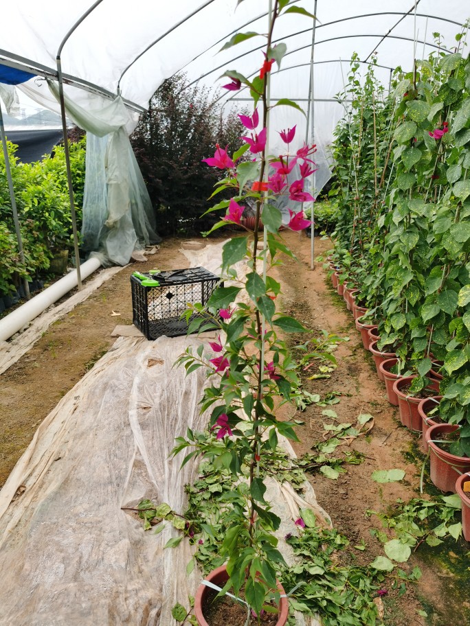 三角梅高飘造型品种齐全 鲜花速递/花卉仿真/绿植园艺 造型盆景 原图主图