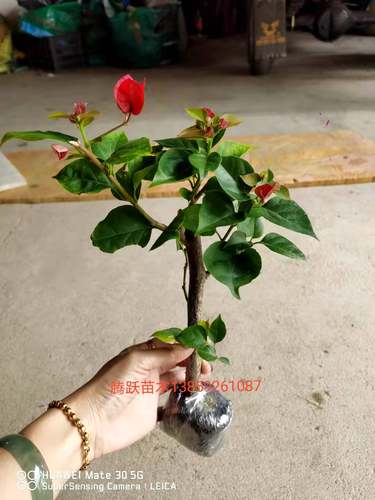 三角梅新人练手勒杜鹃