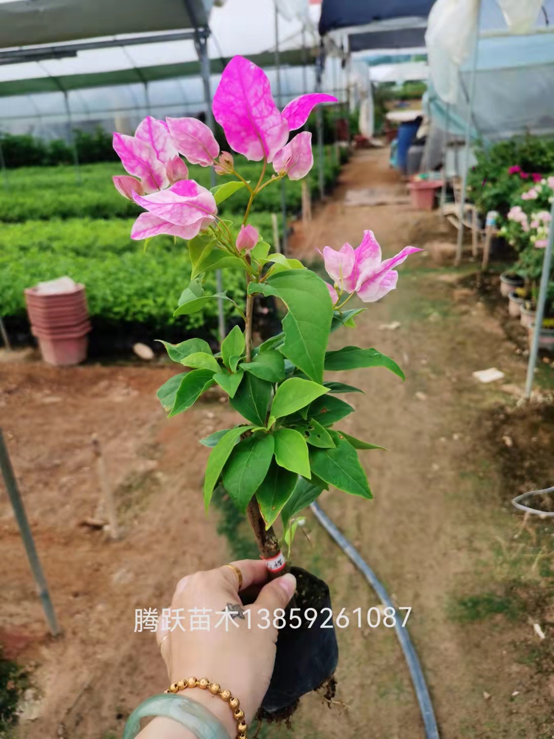 红樱---漳州百变红樱三角梅杯苗 鲜花速递/花卉仿真/绿植园艺 造型盆景 原图主图