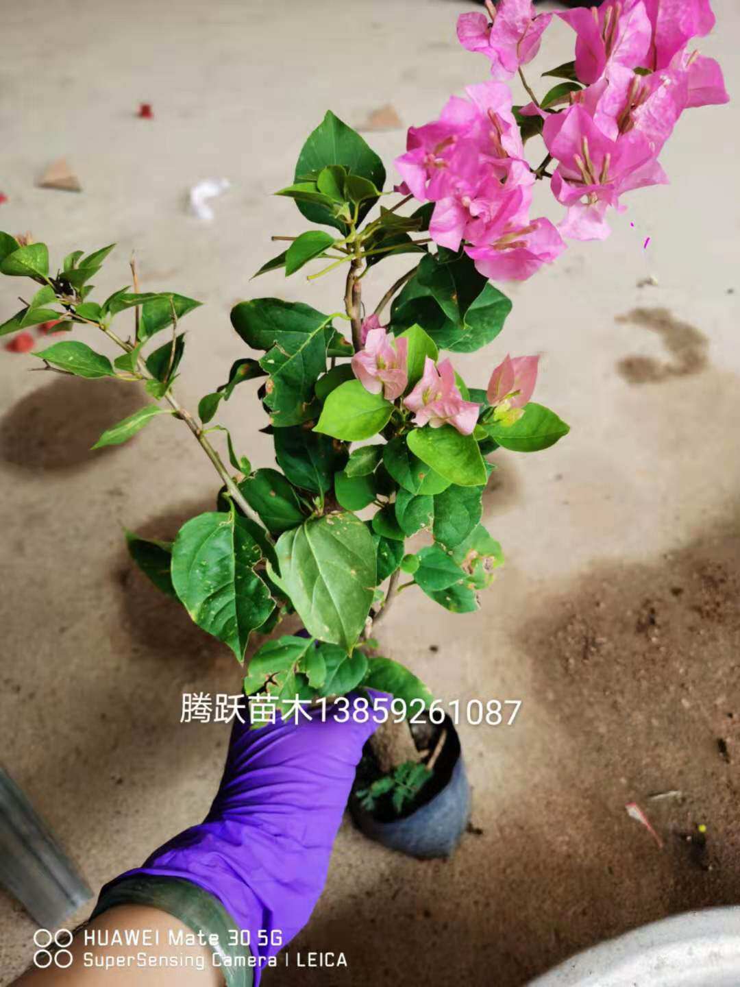 勒杜鹃---美国公主三角梅本店满48元自动包邮